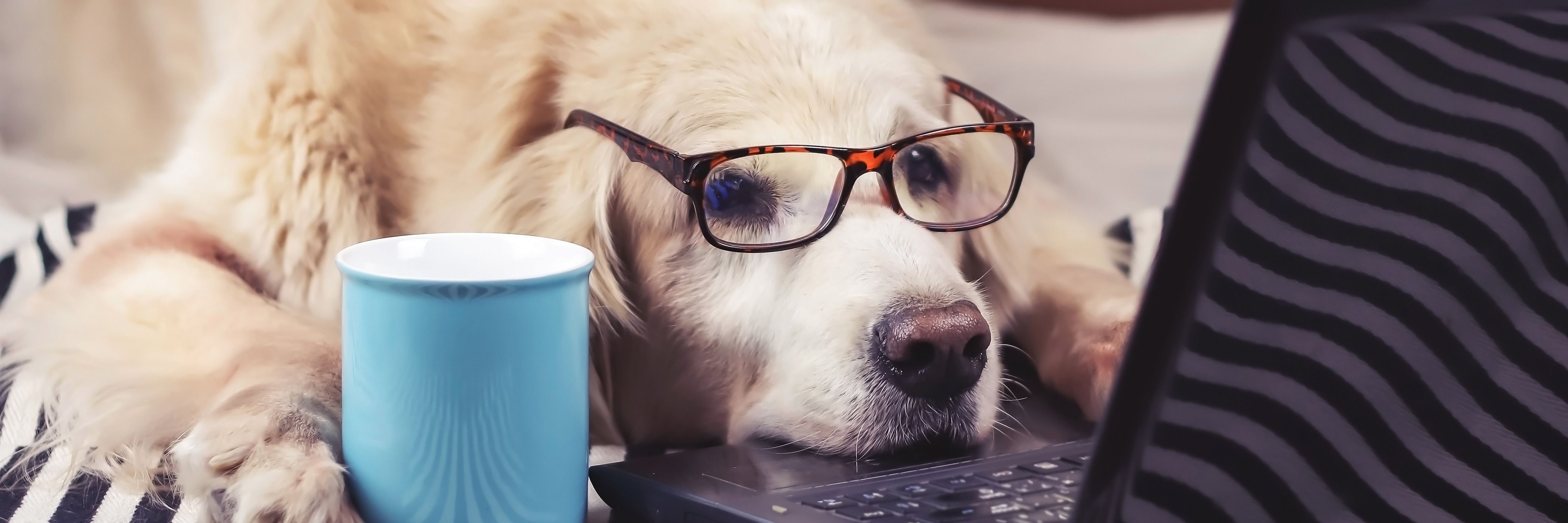 Hund mit Brille legt Kopf auf Laptop-Tastatur